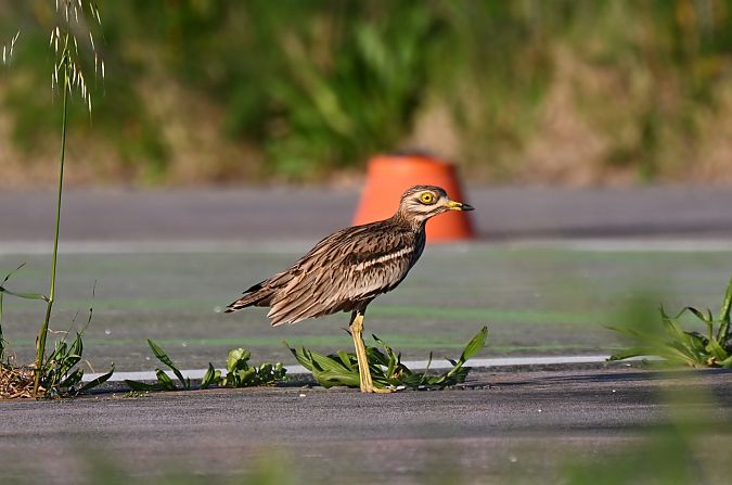 Occhione  - Claudio Ciullo