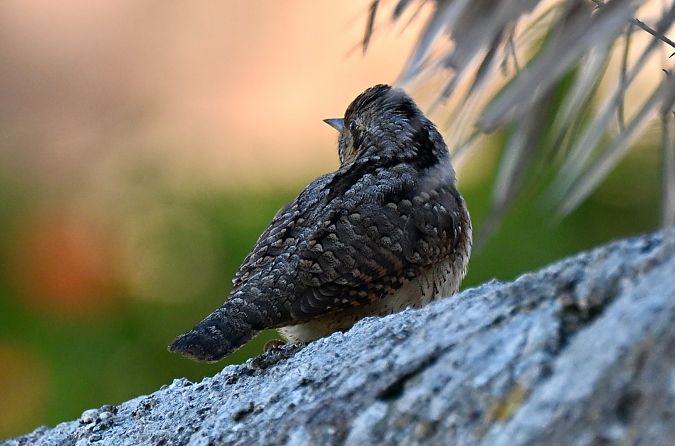 Torcicollo  - Claudio Ciullo