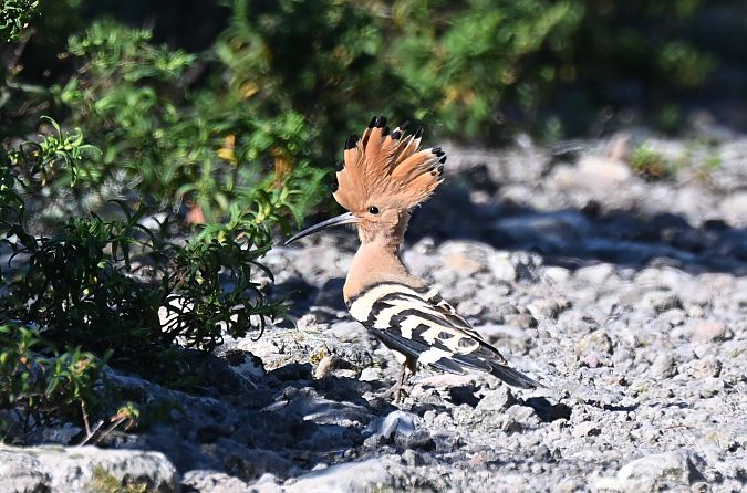 Upupa  - Claudio Ciullo