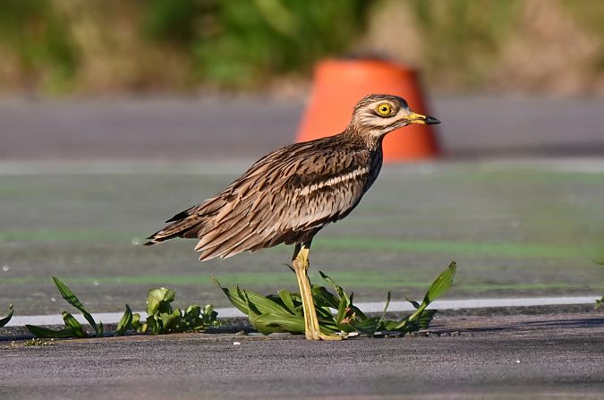 Occhione  - Claudio Ciullo