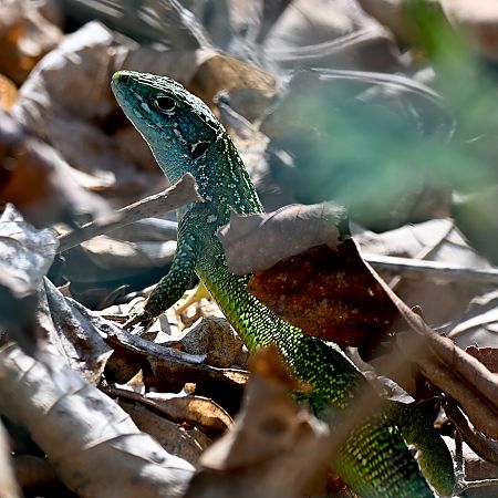 Ramarro orientale / occidentale  - Claudio Ciullo