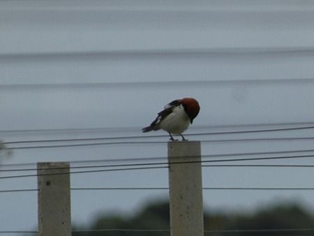 Averla capirossa  - Pucci Mario