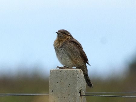 Torcicollo  - Pucci Mario