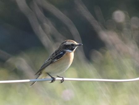 Stiaccino  - Pucci Mario