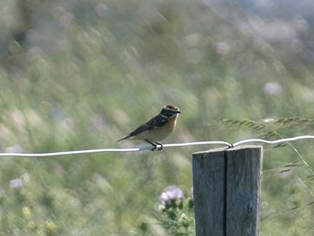 Stiaccino  - Pucci Mario