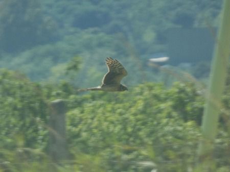 Albanella pallida  - Pucci Mario