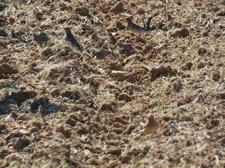 Pispola golarossa  - Pucci Mario