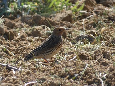 Pispola golarossa  - Pucci Mario