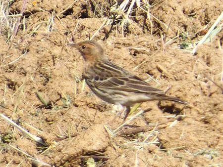 Pispola golarossa  - Pucci Mario