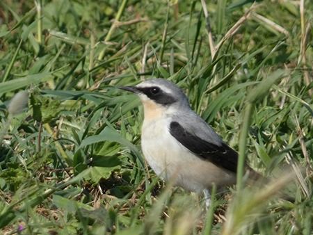 Culbianco  - Pucci Mario