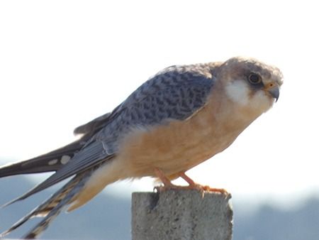 Falco cuculo  - Pucci Mario