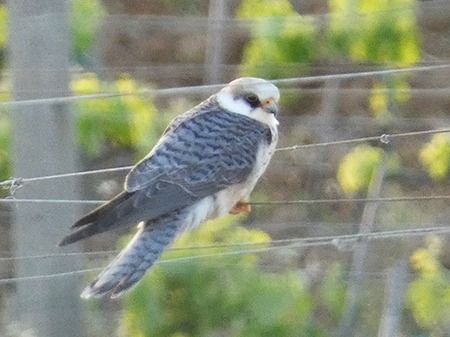 Falco cuculo  - Pucci Mario