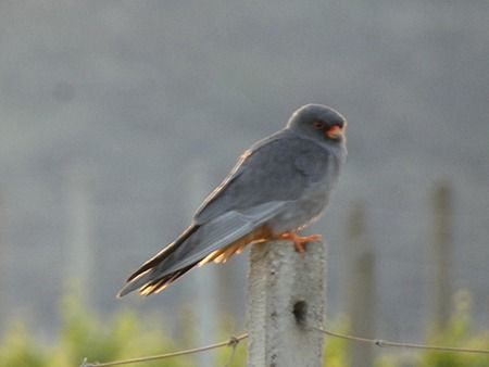 Falco cuculo  - Pucci Mario