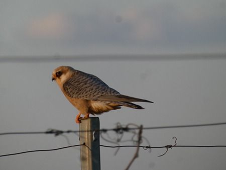 Falco cuculo  - Pucci Mario