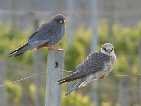 Falco cuculo  - Pucci Mario