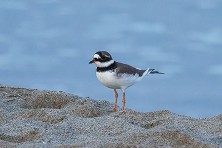 Corriere grosso  - Loris Loris