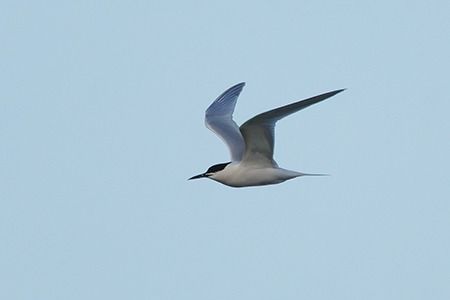 Beccapesci  - Loris Loris