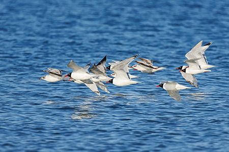 Gabbiano corallino  - Loris Loris