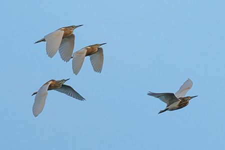 Sgarza ciuffetto  - Loris Loris