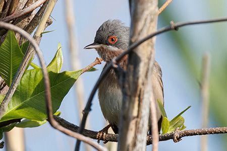 Sterpazzolina  - Loris Loris