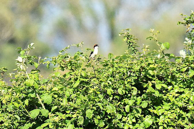 Averla capirossa  - Bruno Delbianco