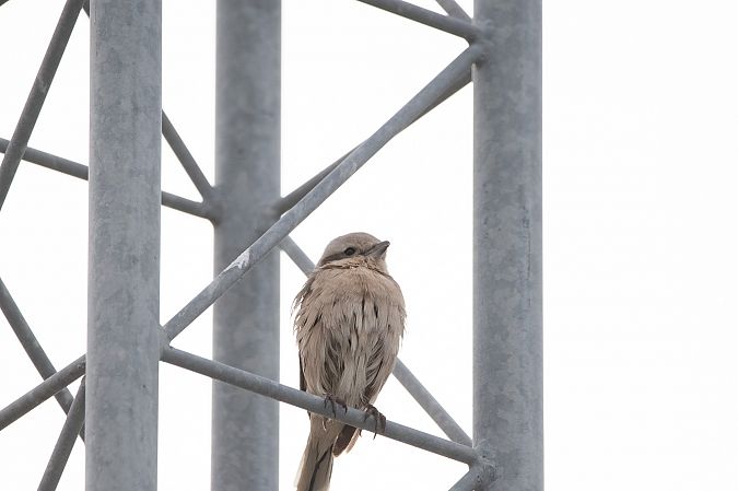 Averla maggiore beccopallido  - Marco Bettoni