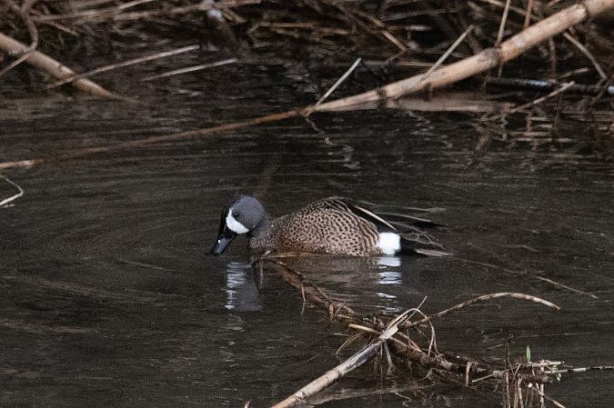 Marzaiola americana  - Marco Bettoni