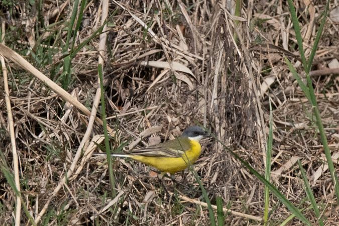 Cutrettola capocenerino  - Marco Bettoni