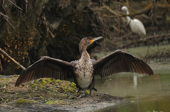 Cormorano  - Giacomo Bazzini