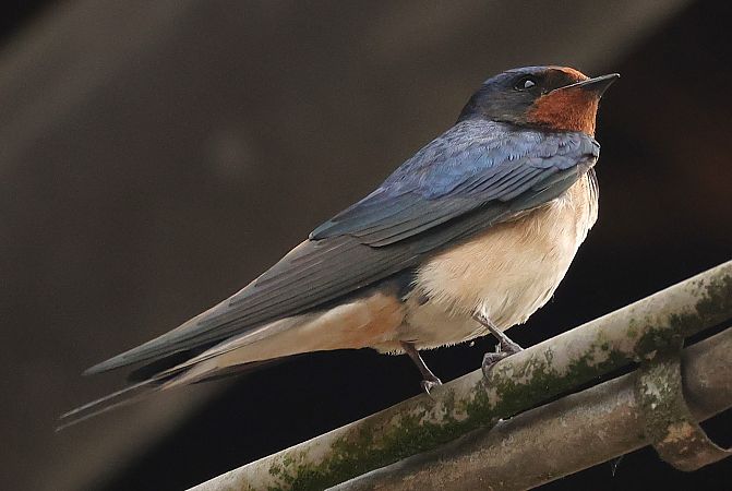 Rondine  - Giacomo Bazzini