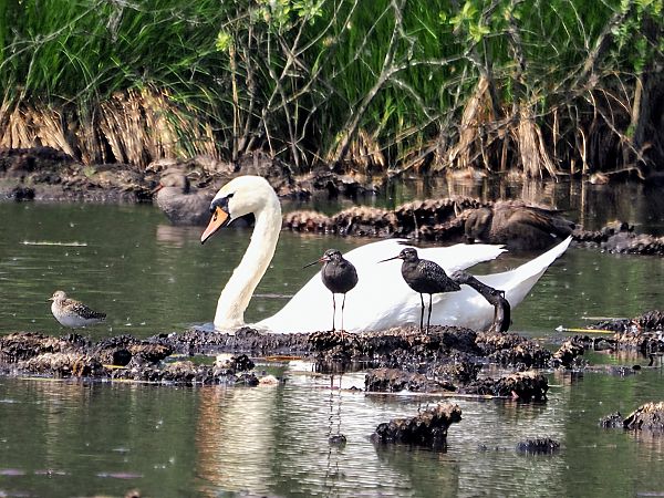 Totano moro  - Gianni Rigoli