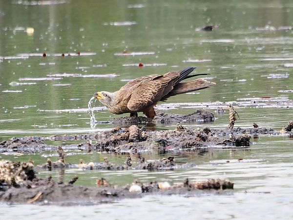 Nibbio bruno  - Gianni Rigoli