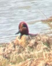 Alzavola americana  - Stefan Haslinger