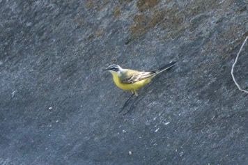 Cutrettola iberica  - Stefan Haslinger