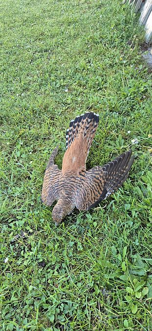 Cuculo  - Osservatorio Biodiversità Rafvg (FVG)