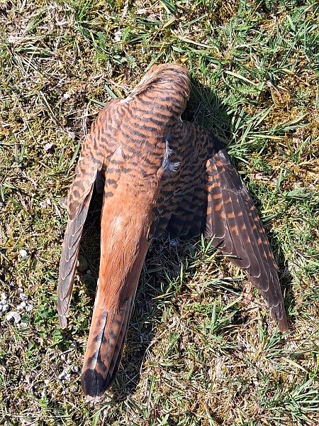 Cuculo  - Osservatorio Biodiversità Rafvg (FVG)