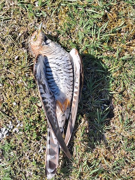 Cuculo  - Osservatorio Biodiversità Rafvg (FVG)