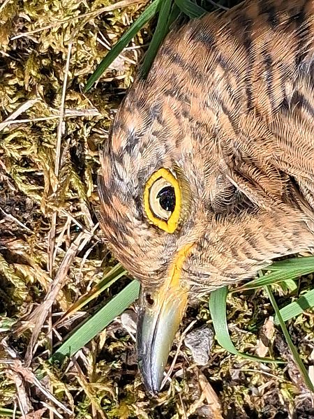 Cuculo  - Osservatorio Biodiversità Rafvg (FVG)
