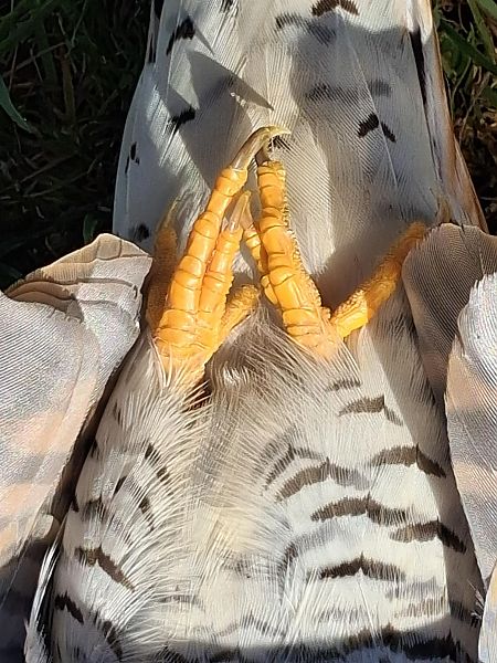 Cuculo  - Osservatorio Biodiversità Rafvg (FVG)