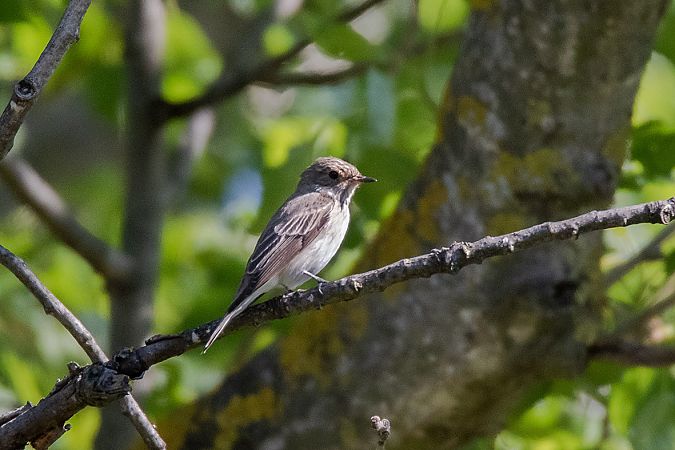 Pigliamosche  - Massimo Mozzoni