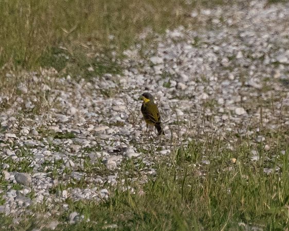 Cutrettola caposcuro  - Leonardo Dalla Torre