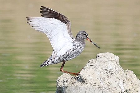Totano moro  - Maurizio Parenti