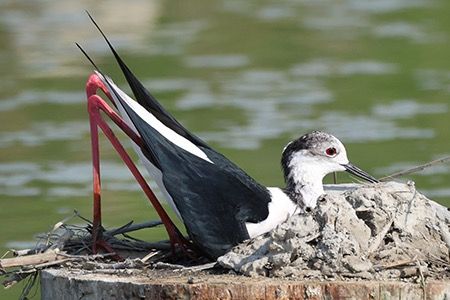 Cavaliere d'Italia  - Maurizio Parenti