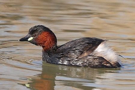 Tuffetto  - Maurizio Parenti