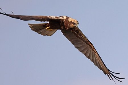 Falco di palude  - Maurizio Parenti