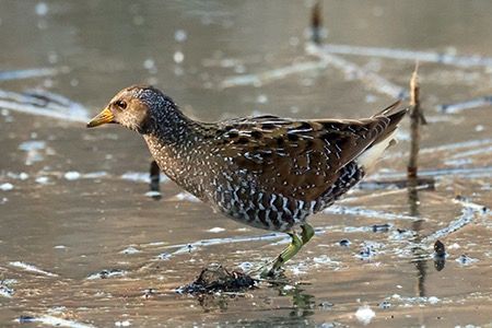 Voltolino  - Maurizio Parenti