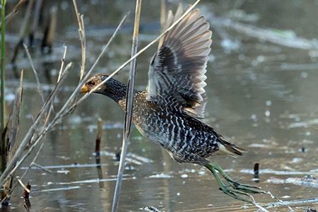 Voltolino  - Maurizio Parenti