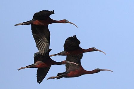 Mignattaio  - Maurizio Parenti