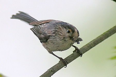Codibugnolo  - Maurizio Parenti