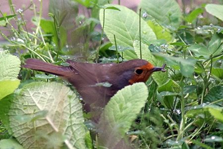 Pettirosso  - Maurizio Parenti